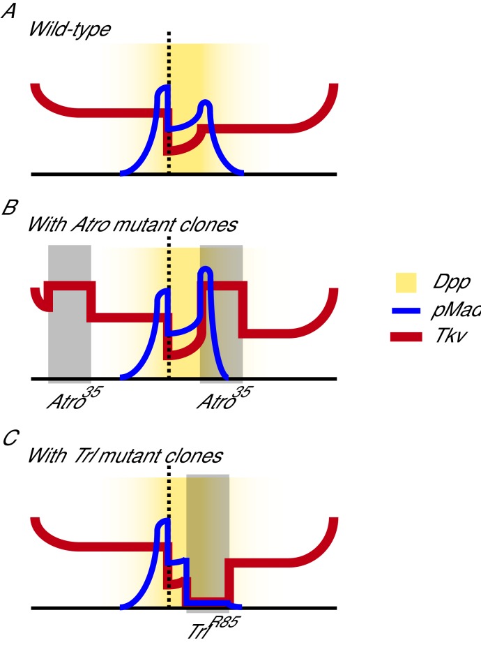 Figure 3—figure supplement 1.