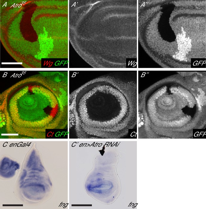 Figure 4—figure supplement 1.