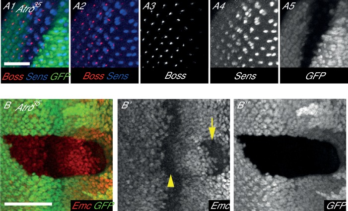 Figure 4—figure supplement 2.