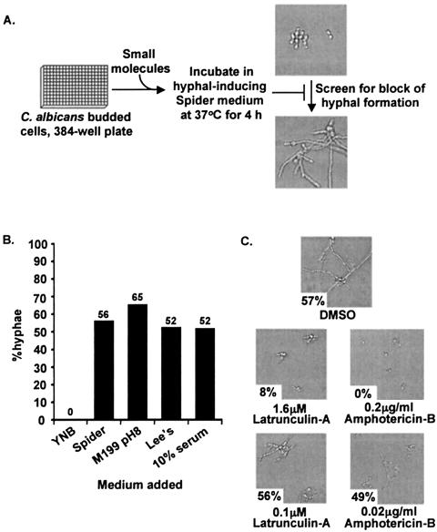 FIG. 1.