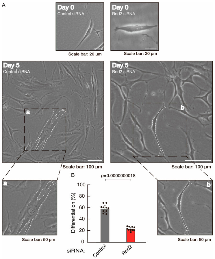 Investigating The Protective Effects Of A Citrus Flavonoid On The 