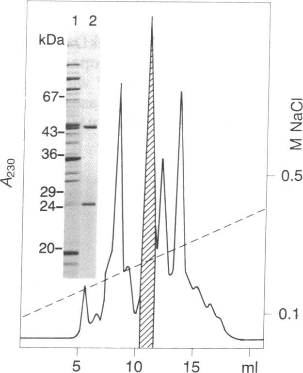 graphic file with name pnas01046-0442-d.jpg