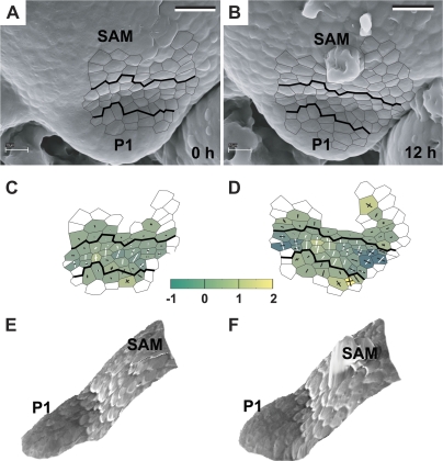 Fig. 6.