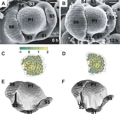 Fig. 11.