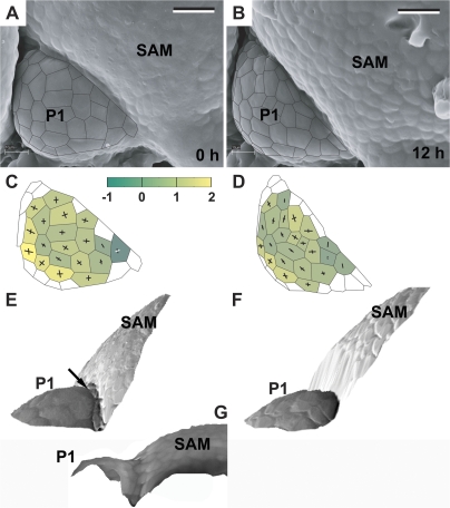 Fig. 7.