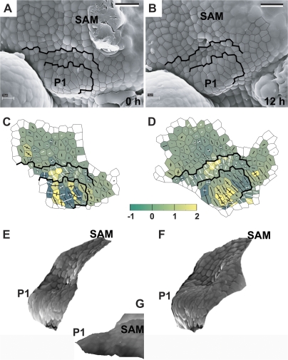 Fig. 5.