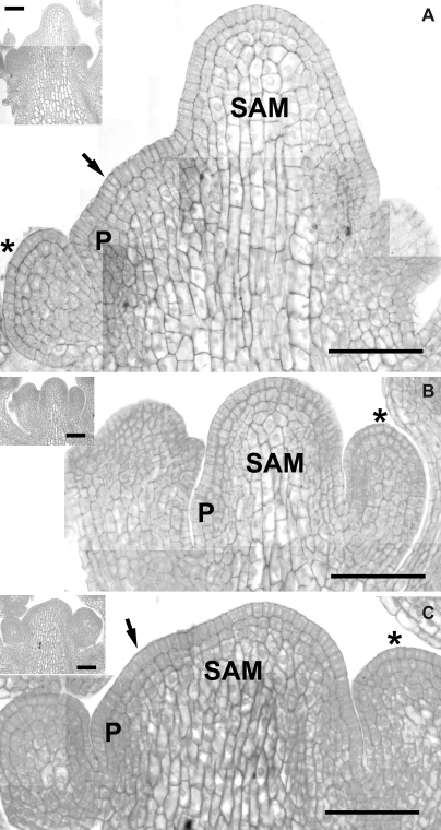 Fig. 13.