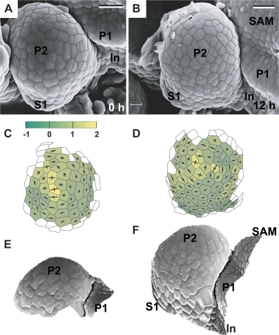 Fig. 10.