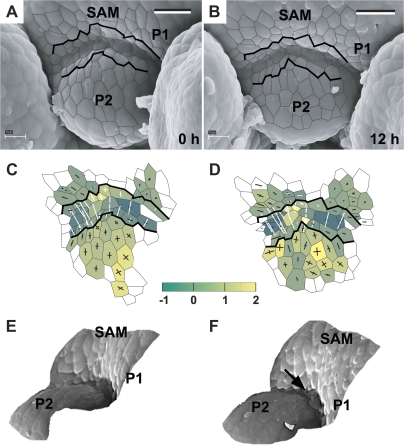 Fig. 8.