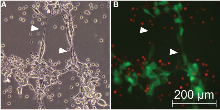 Figure 7