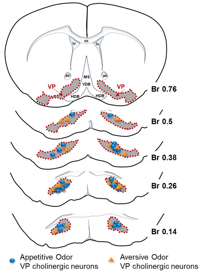 Figure 8: