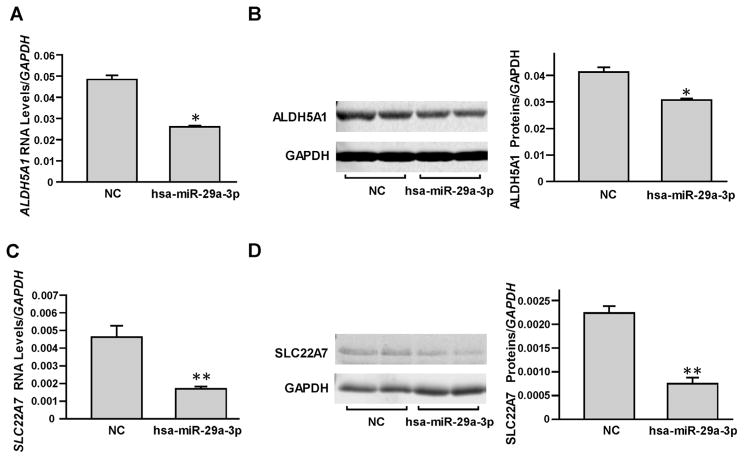 Modulation of ALDH5A1 and SLC22A7 by microRNA hsa-miR-29a-3p in human ...