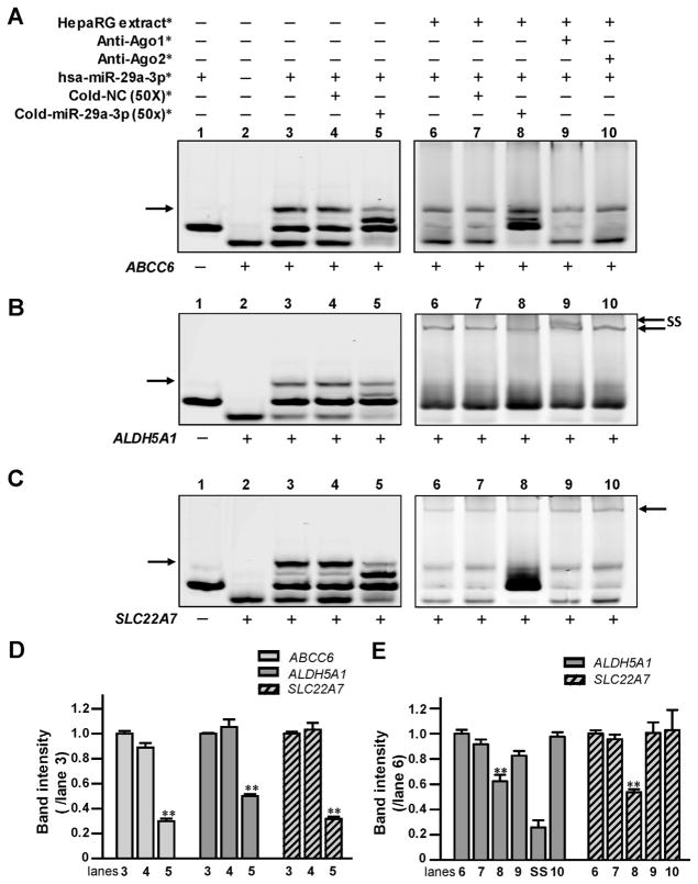 Modulation of ALDH5A1 and SLC22A7 by microRNA hsa-miR-29a-3p in human ...