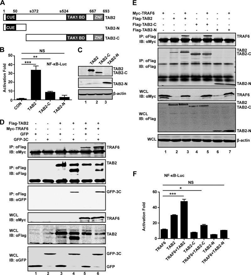 FIG 7