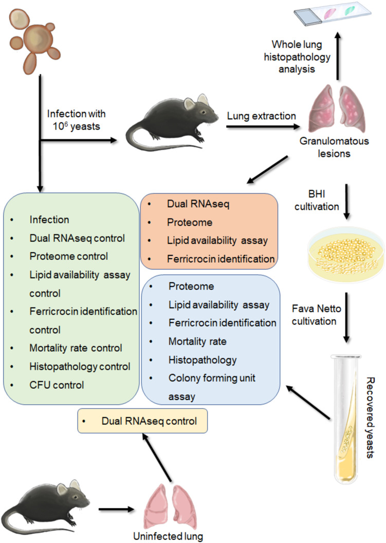 Figure 1