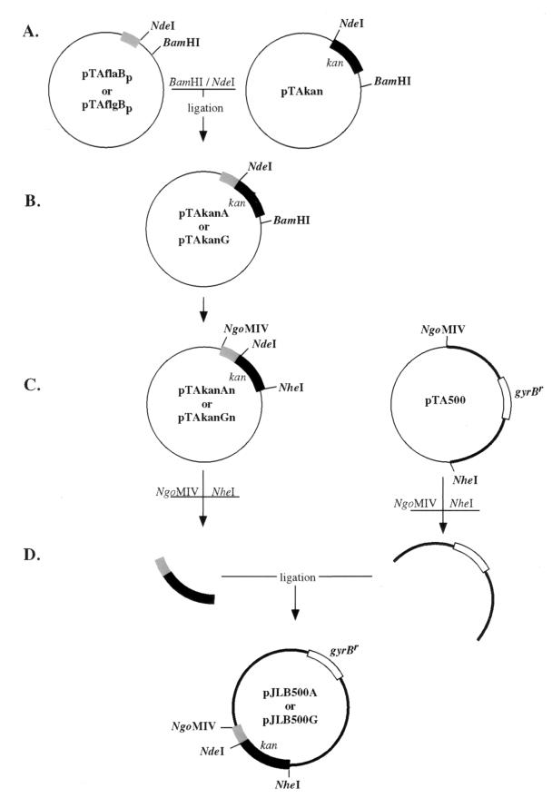 FIG. 1