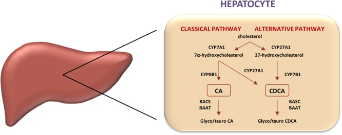 FIGURE 1