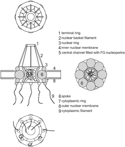 Fig. (1)