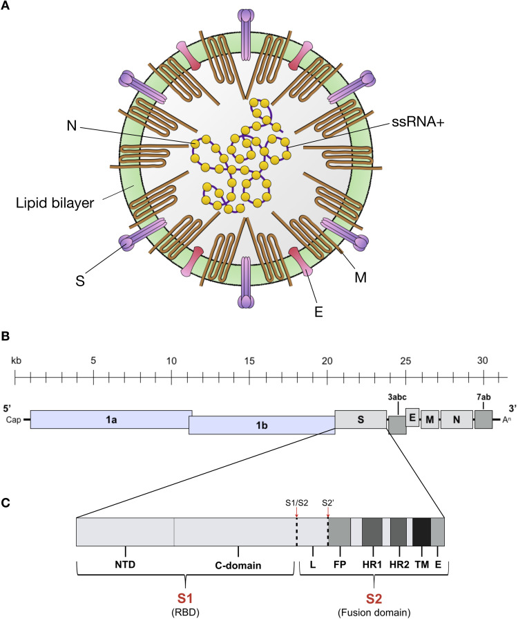 Fig. 1