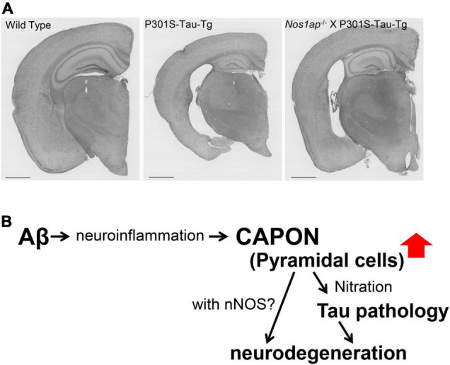 FIGURE 11