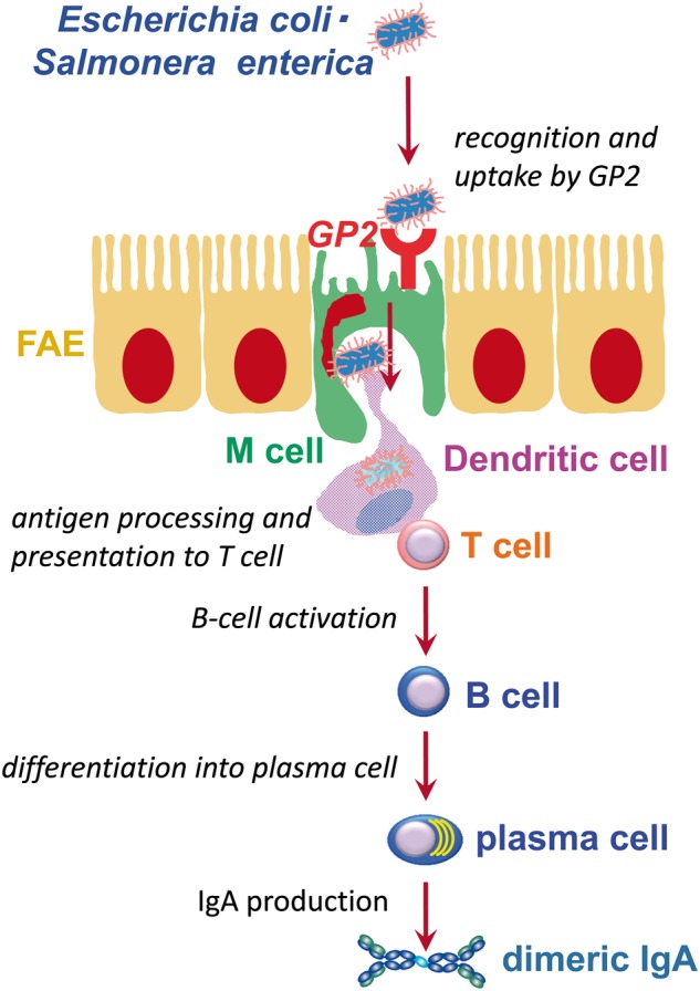 Fig. 3