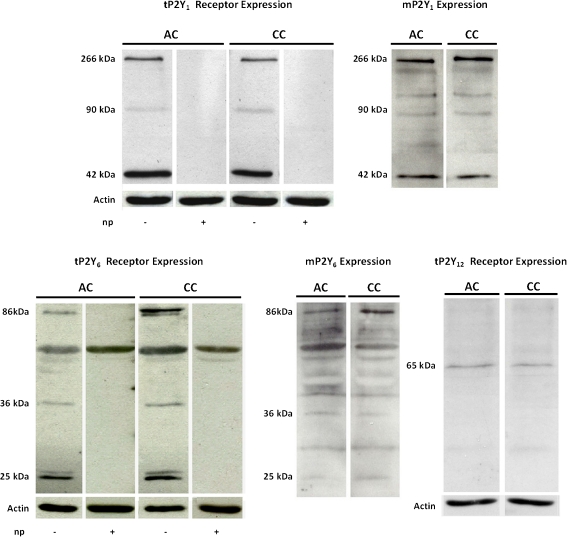 Fig. 4