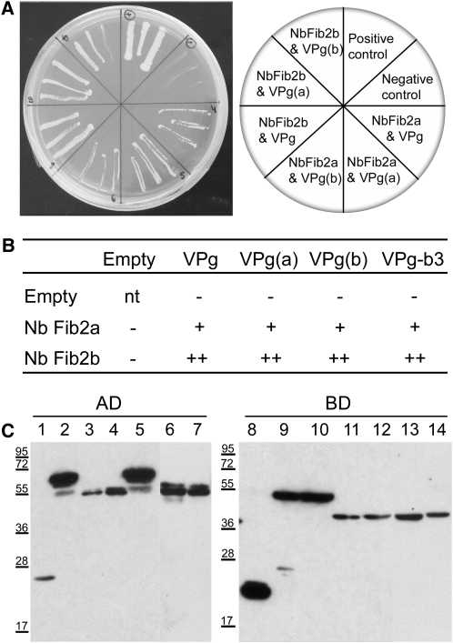 Figure 6.