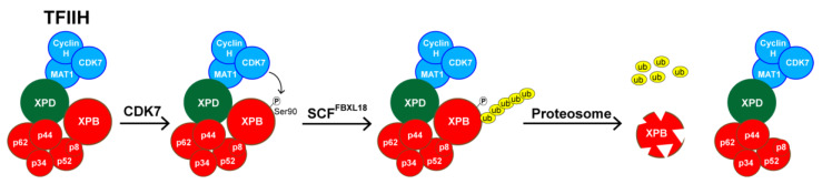 Figure 6