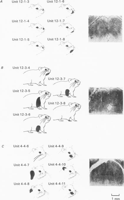 Fig. 13