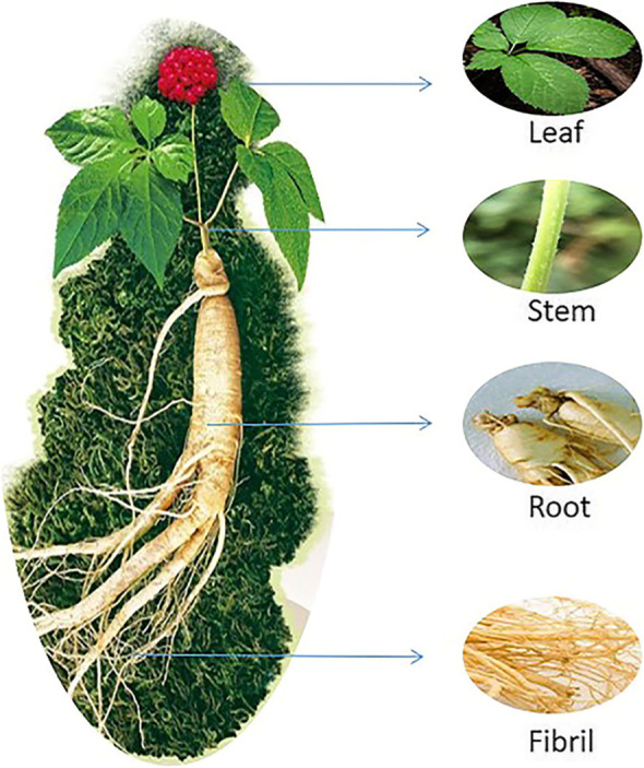 Fig. 13