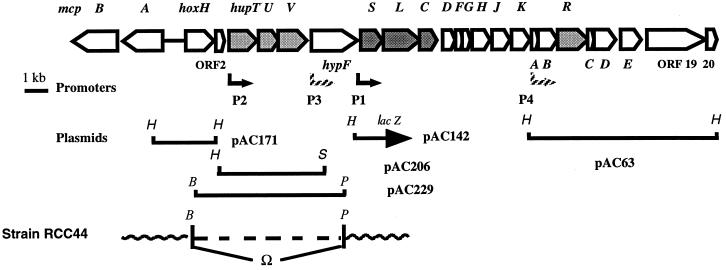 FIG. 1