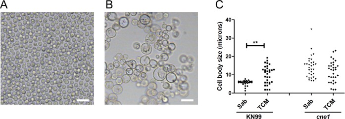 Fig 12