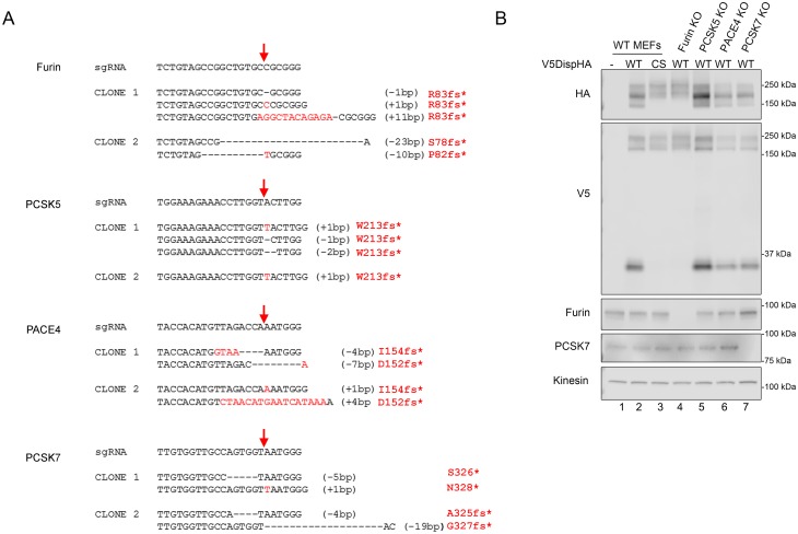 Figure 3—figure supplement 1.