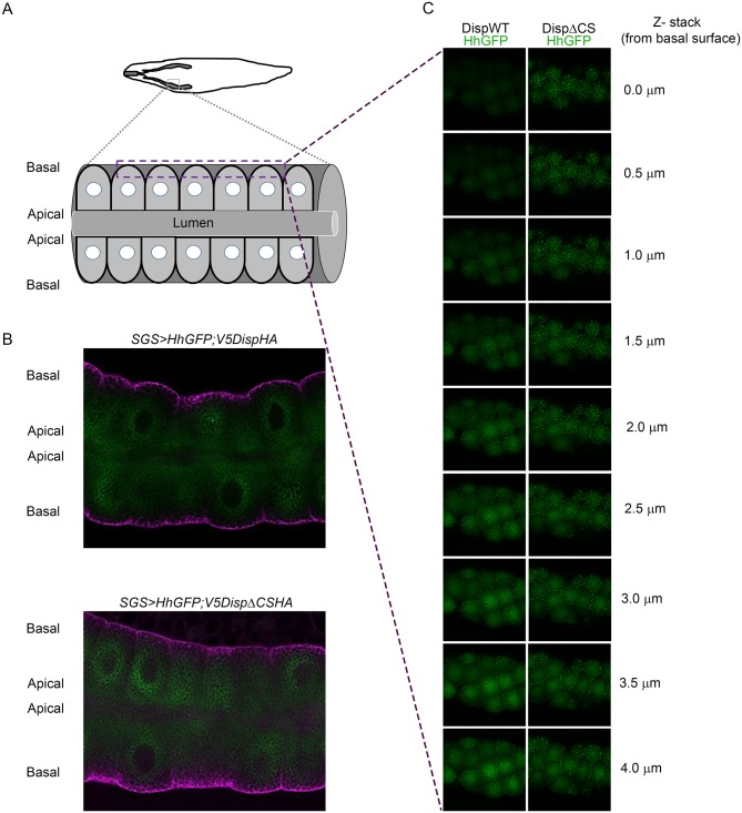 Figure 5—figure supplement 1.