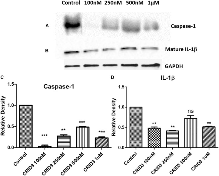 FIGURE 3