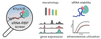Graphical Abstract