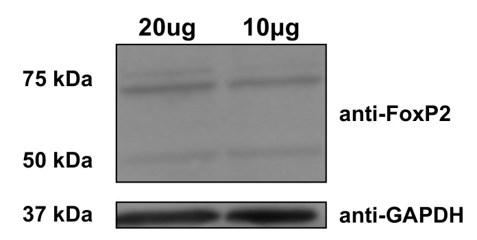 Figure 1—figure supplement 1.