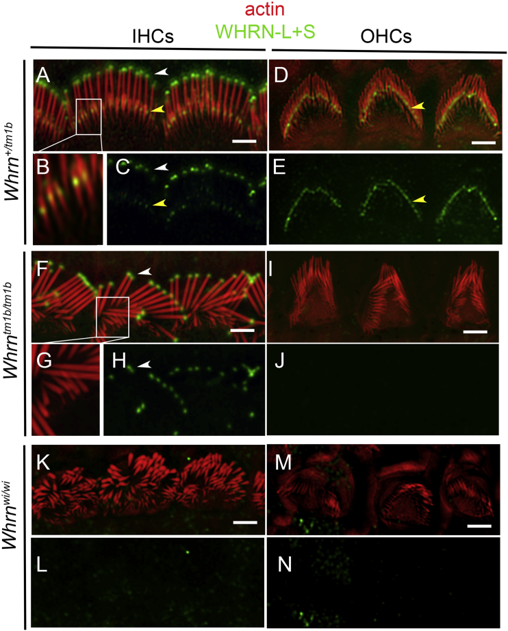 Figure 4