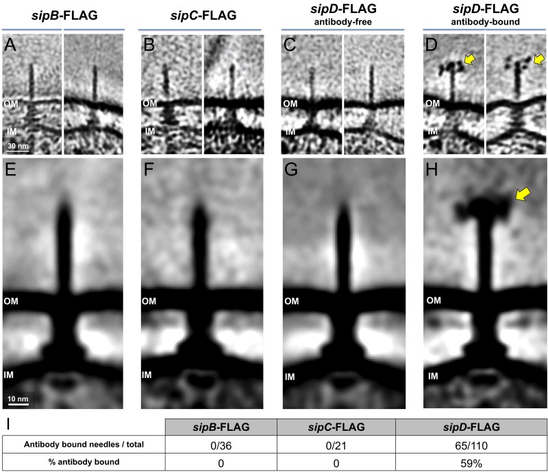 Figure 1—figure supplement 1.