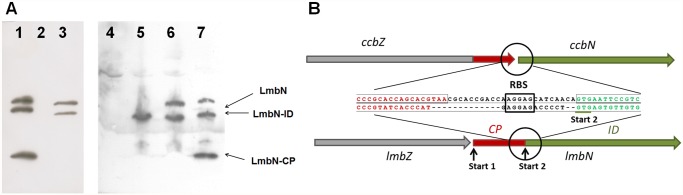 Fig 5