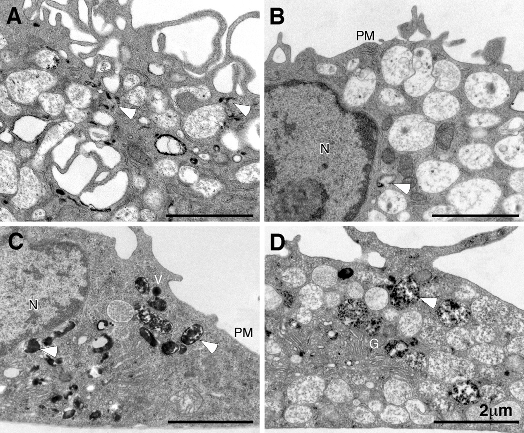 Fig. 5