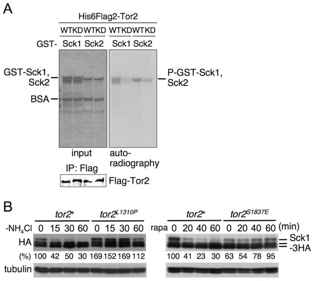 Fig. 8.