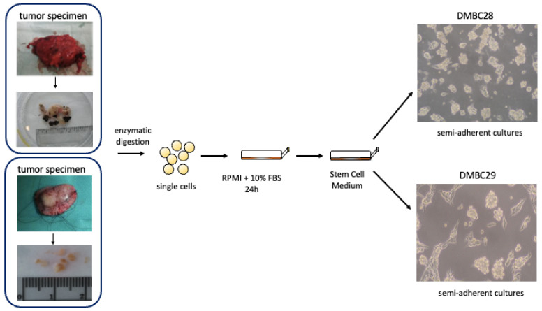 Figure 20