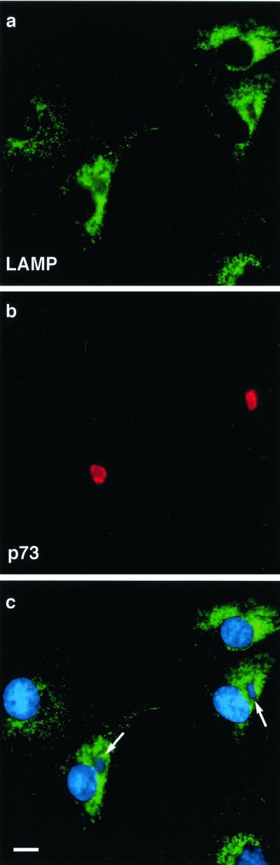 FIG. 7