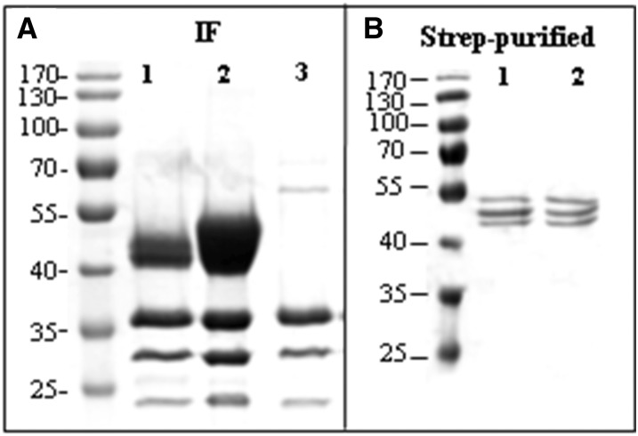 Figure 3.