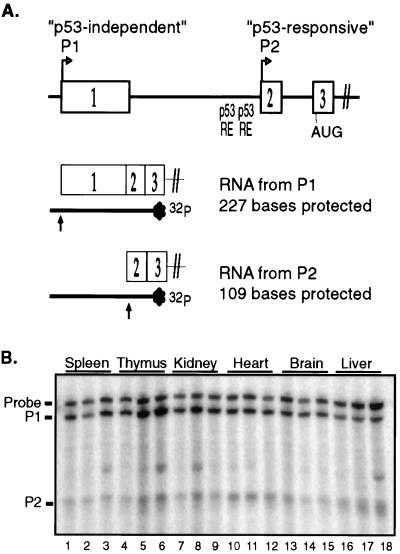 FIG. 1