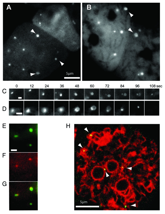 Figure 3.