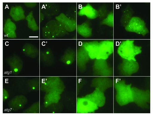 Figure 2.