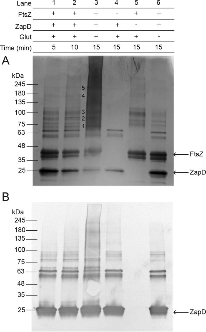 FIG 2