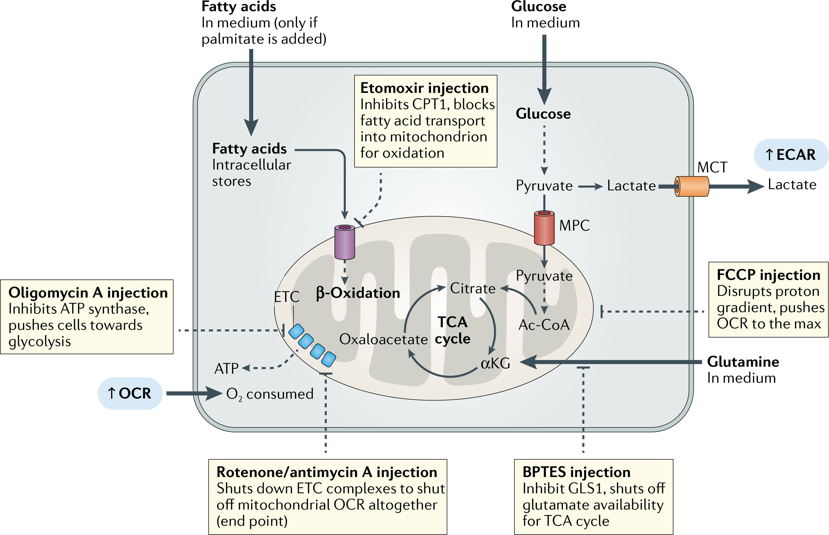 Fig. 3 |